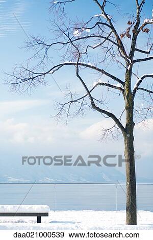 Snow-covered bench and tree overlooking lake, Switzerland View Large Photo Image Stock Photo - Snow-covered bench and tree overlooking lake, Switzerland. Fotosearch