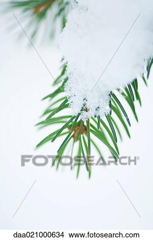 Snow-covered evergreen branch View Large Photo Image Picture - Snow-covered evergreen branch. Fotosearch