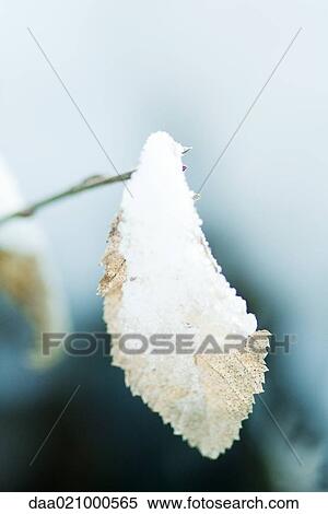 Stock Photography - Snow-covered leaf. Fotosearch