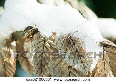 Stock Image - Snow-covered leaves. Fotosearch