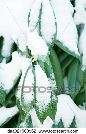 Stock Image - Snow-covered leaves. Fotosearch