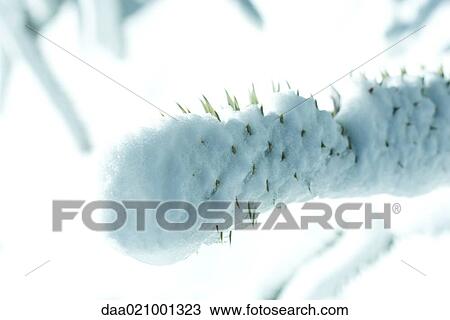 Stock Image - Snow-covered monkey puzzle tree branch. Fotosearch