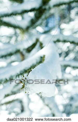 Stock Image - Snow-covered monkey puzzle tree branches. Fotosearch
