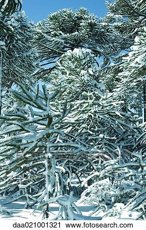 Snow-covered monkey puzzle trees View Large Photo Image Stock Image - Snow-covered monkey puzzle trees. Fotosearch
