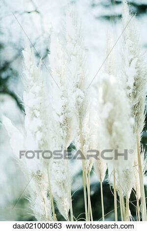 Snow-covered pampas grass tufts View Large Photo Image Stock Image - Snow-covered pampas grass tufts. Fotosearch