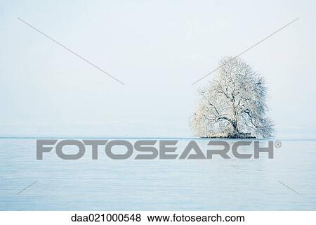 Stock Photo - Snow-covered tree in middle of lake. Fotosearch