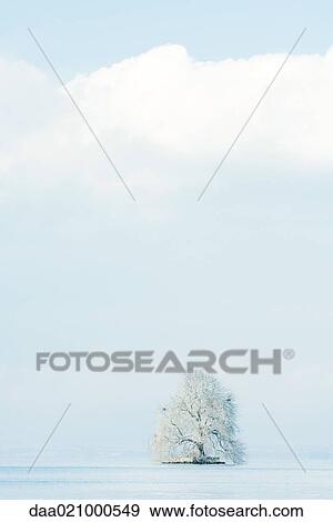 Stock Photo - Snow-covered tree in middle of lake. Fotosearch