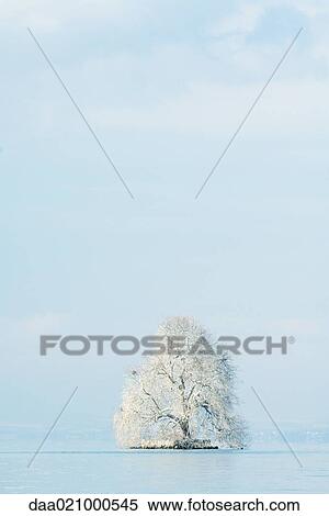 Snow-covered tree in middle of lake View Large Photo Image Stock Photography - Snow-covered tree in middle of lake. Fotosearch
