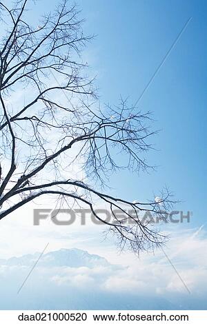 Snow-covered tree, mountains and low clouds in background View Large Photo Image Stock Image - Snow-covered tree, mountains and low clouds in background. Fotosearch
