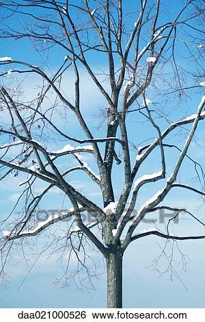 Snow-covered tree View Large Photo Image Stock Photograph - Snow-covered tree. Fotosearch