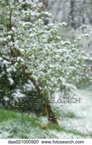 Snow falling, trees in blurred background View Large Photo Image Stock Image - Snow falling, trees in blurred background. Fotosearch