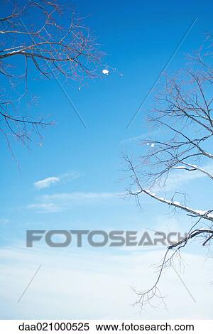Stock Photography - Snow in branches. Fotosearch