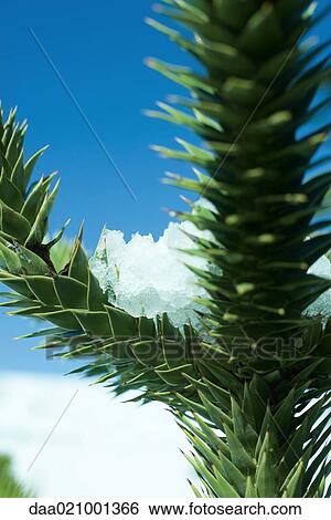 Stock Photograph - Snow on monkey puzzle tree branches, close-up. Fotosearch