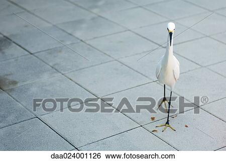 Snowy egret (Egretta thula) walking on tiled floor View Large Photo Image Stock Photograph - Snowy egret (Egretta thula) walking on tiled floor. Fotosearch