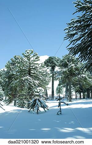 Snowy landscape with monkey puzzle trees View Large Photo Image Stock Image - Snowy landscape with monkey puzzle trees. Fotosearch