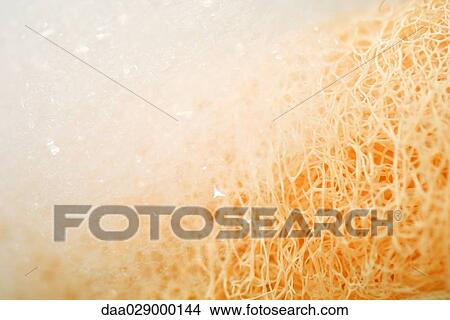 Picture - Soap suds on sponge, extreme close-up. Fotosearch