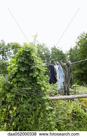Stock Photo - Socks drying on clothes-line. Fotosearch