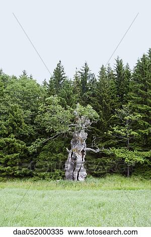 Stock Photography - Solitary old tree in meadow at edge of woods. Fotosearch