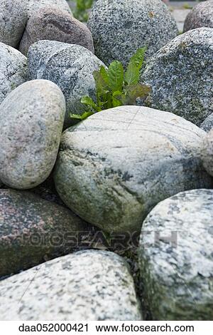 Solitary plant growing amongst rocks View Large Photo Image Stock Image - Solitary plant growing amongst rocks. Fotosearch
