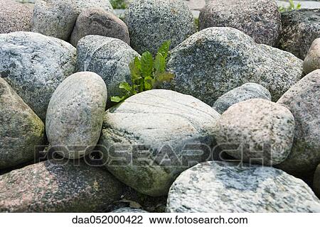 Stock Image - Solitary plant growing amongst rocks. Fotosearch