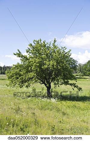 Solitary tree growing in grassy field View Large Photo Image Stock Photo - Solitary tree growing in grassy field. Fotosearch