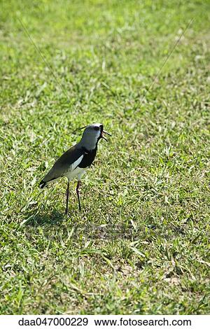 Southern Lapwing bird (Vanellus chilensis) View Large Photo Image Stock Photo - Southern Lapwing bird (Vanellus chilensis). Fotosearch
