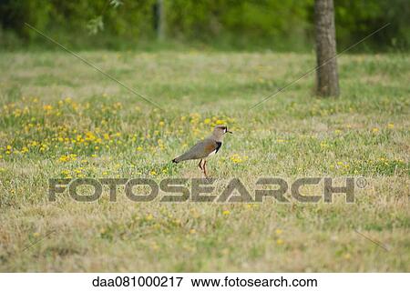 Southern lapwing View Large Photo Image Stock Photo - Southern lapwing. Fotosearch