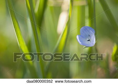 Speedwell flower View Large Photo Image Stock Image - Speedwell flower. Fotosearch