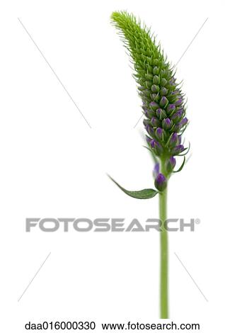 Speedwell View Large Photo Image Stock Image - Speedwell. Fotosearch