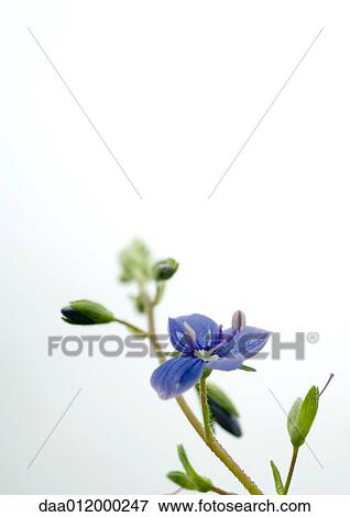 Speedwell View Large Photo Image Stock Photo - Speedwell. Fotosearch