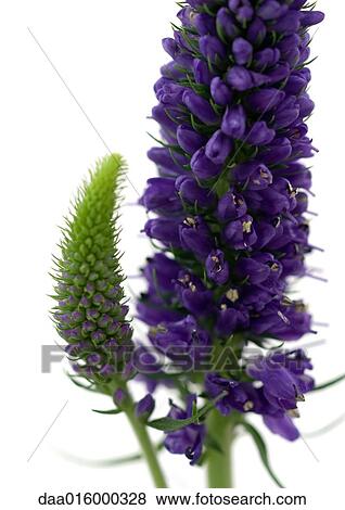 Speedwell View Large Photo Image Stock Photo - Speedwell. Fotosearch