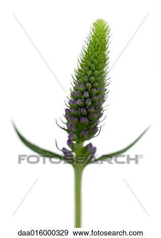 Speedwell View Large Photo Image Stock Photo - Speedwell. Fotosearch