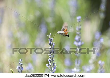 Sphingidae flying among flowers View Large Photo Image Picture - Sphingidae flying among flowers. Fotosearch