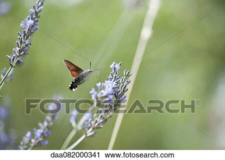 Sphingidae flying among flowers View Large Photo Image Stock Image - Sphingidae flying among flowers. Fotosearch