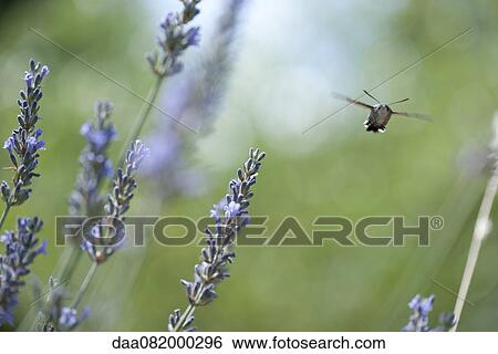 Sphingidae flying among flowers View Large Photo Image Stock Photograph - Sphingidae flying among flowers. Fotosearch