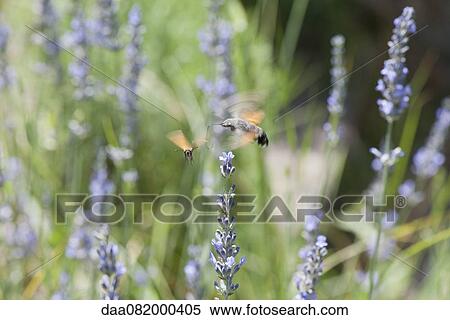 Sphingidae flying among flowers View Large Photo Image Stock Photography - Sphingidae flying among flowers. Fotosearch