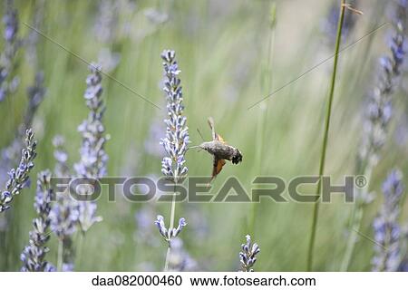 Sphingidae View Large Photo Image Stock Image - Sphingidae. Fotosearch