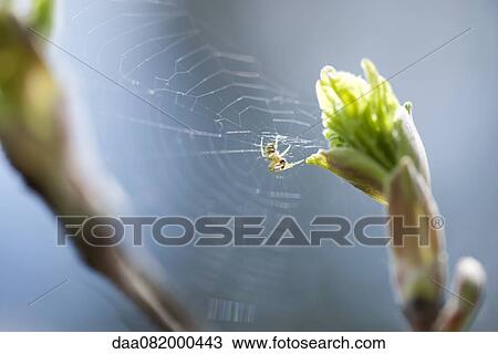 Stock Image - Spider on spiderweb. Fotosearch