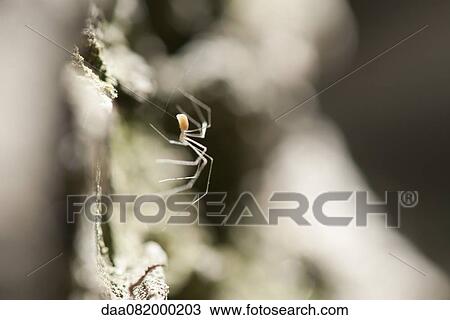 Spider View Large Photo Image Stock Image - Spider. Fotosearch
