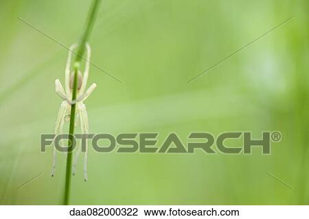 Spider View Large Photo Image Stock Image - Spider. Fotosearch