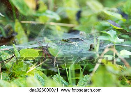 Spiderweb on vegetation, close-up View Large Photo Image Stock Image - Spiderweb on vegetation, close-up. Fotosearch