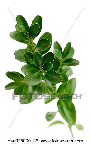 Stock Photograph - Sprig of boxwood. Fotosearch