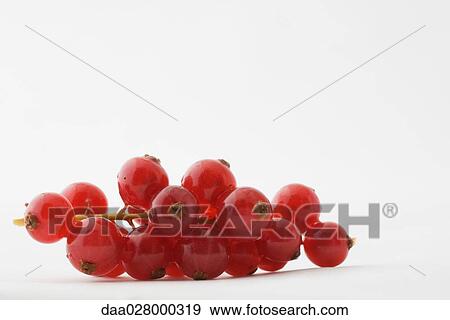 Sprig of red currants View Large Photo Image Stock Photo - Sprig of red currants. Fotosearch
