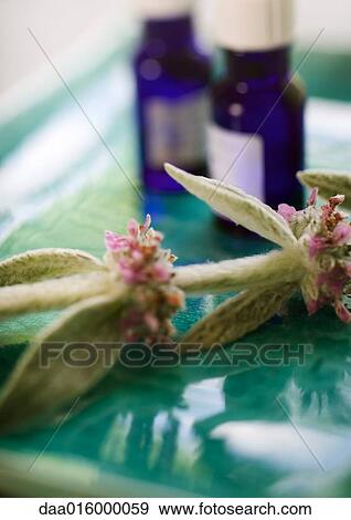 Sprig of sage and bottles of essential oils View Large Photo Image Stock Photo - Sprig of sage and bottles of essential oils. Fotosearch