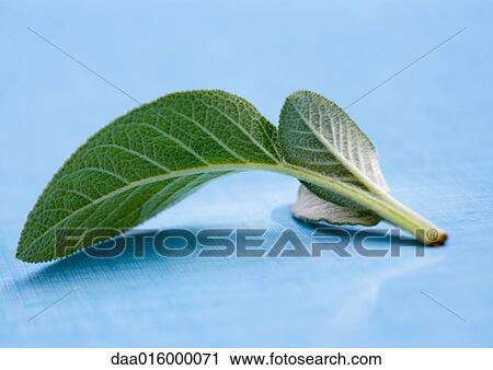 Stock Image - Sprig of sage. Fotosearch