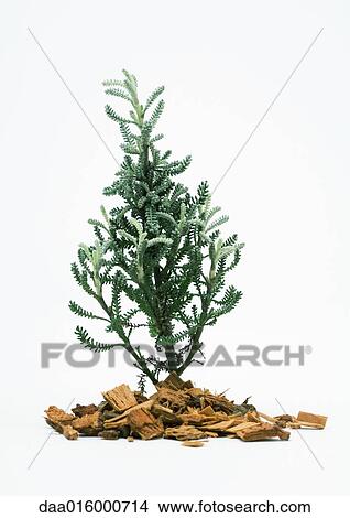 Picture - Sprig of santolina. Fotosearch