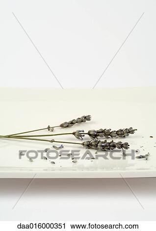Sprigs of dried lavender on dish View Large Photo Image Stock Image - Sprigs of dried lavender on dish. Fotosearch