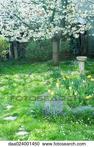 Spring yard with tree and flowers in blossom View Large Photo Image Stock Image - Spring yard with tree and flowers in blossom. Fotosearch
