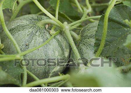 Squash plant, full frame View Large Photo Image Stock Image - Squash plant, full frame. Fotosearch