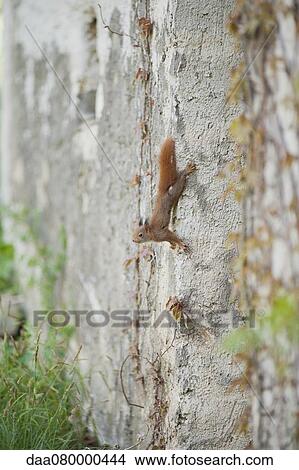 Picture - Squirrel climbing on wall. Fotosearch